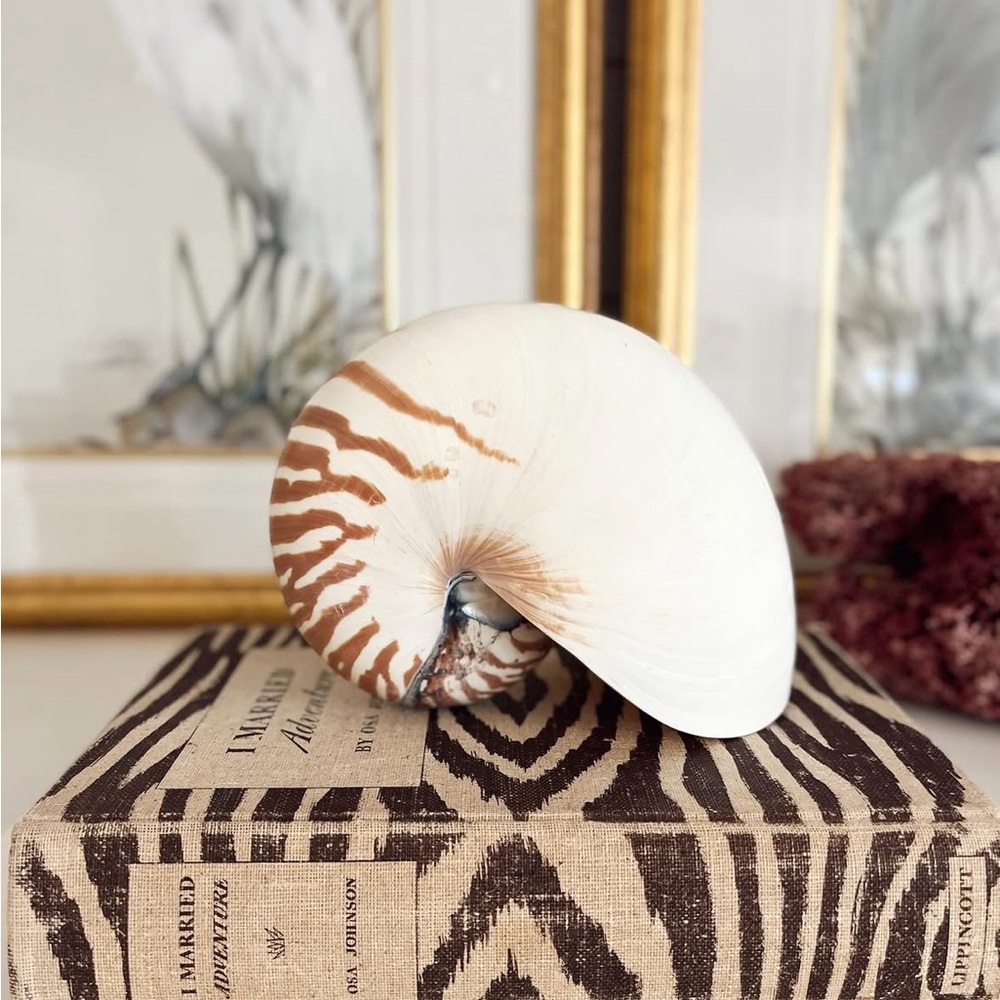Decorative Nautilus Shell